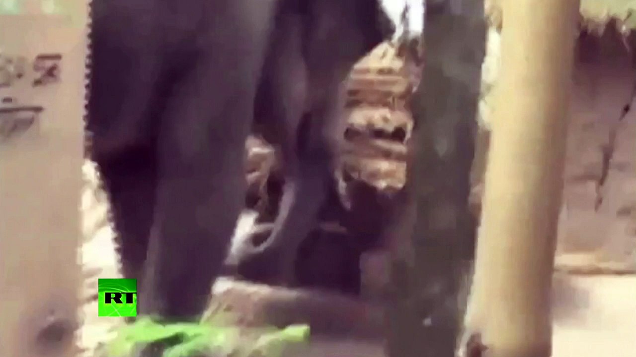 «De l'eau pour les éléphants» : un éléphant attaque un village en Inde
