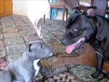 TOO CUTE blue Staffy Bull Terrier puppy play fighting and talking!!