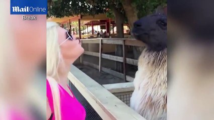 Hilarious Content Can Cause Laughter Fits - Frankness With Animal Can Cost You Big , They Are Animal Nonetheles