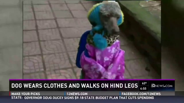 This dog can walk on its hind legs