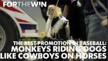 The best promotion in baseball: Monkeys riding dogs like horses