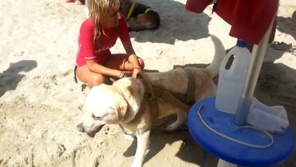 Cane salvataggio Argo vuole le coccole