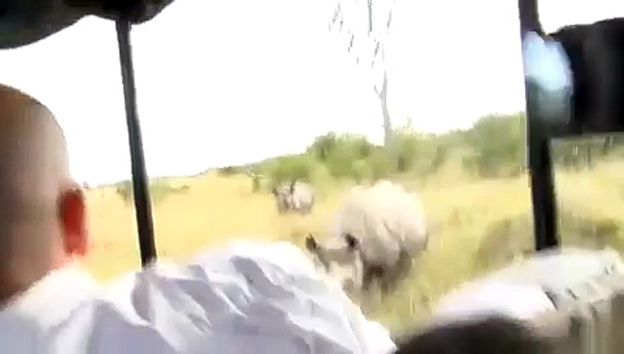 Rhino Charging - African Safari