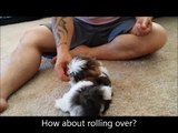 8 week old Shih Tzu Puppies learn some basic obedience