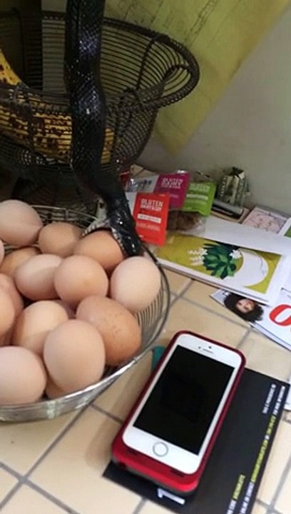 Il a trouvé un serpent dans sa cuisine entrain de gober ses oeufs ...