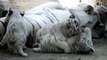 #03 Baby white tiger and mom. 8 weeks old.生後8週間、ホワイトタイガー母子。