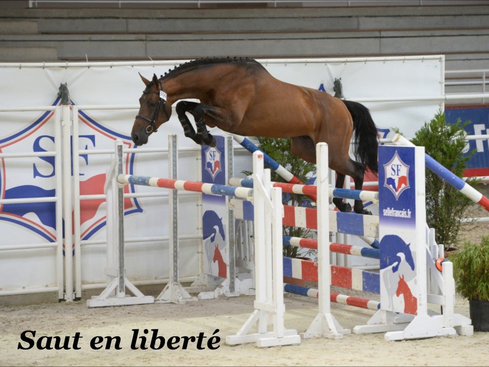 Carnak des Edènes Qualificative Etalons St Lô