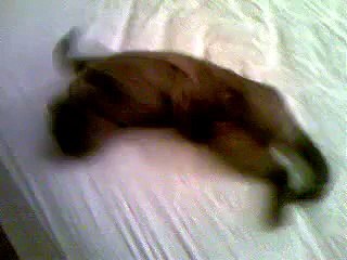 Two damned cute cats fighting 3