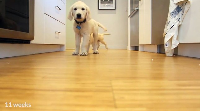 Des chiots Golden Retriever courent pour manger dans leur gamelle