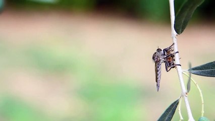 Canon 60D+ 24-105mm 4.0L lens macro video test