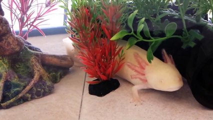 Axolotl in aquarium