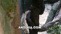Boa constrictora - Boa constrictor constrictor - Jiboia-constritora