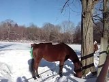 Horses rearing bucking and playing in the snow filmed by Twombly Publishing
