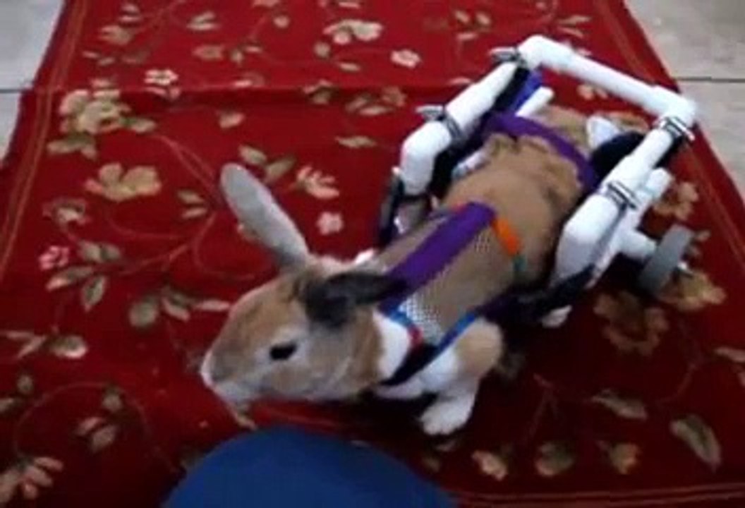 Jellybean gets his first Wheels