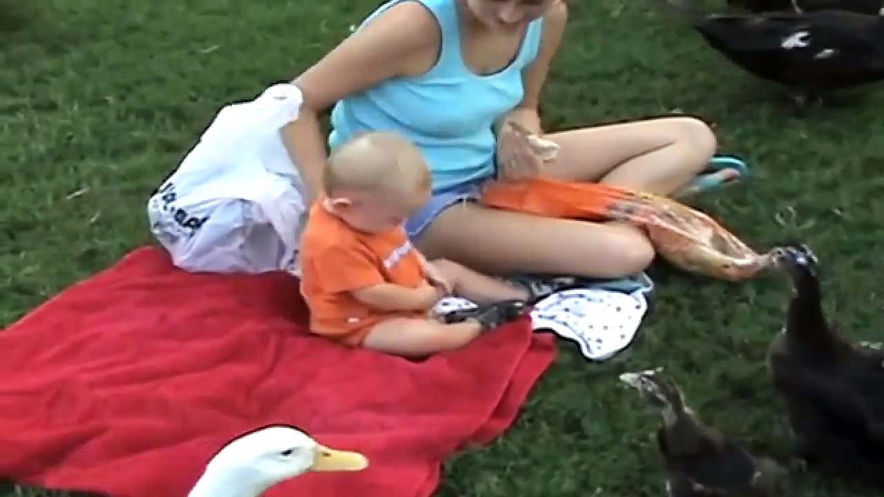 Animals Attacking People AMV