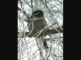 Northern Hawk Owl 05