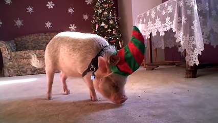 Hamlet the Mini Pig: Santa's Little Helper