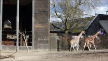 Københavns Zoologiske have - Et af livets store spørgsmål