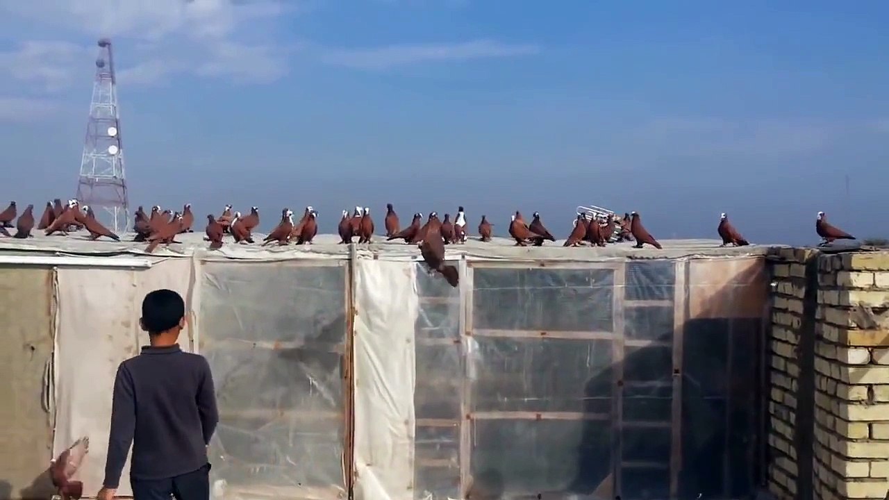 طيور حمر بغداد مكعكل
