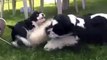 Five-week-old Cocker Spaniel puppies playing
