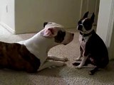 pit bull attacks boston terrier...haha