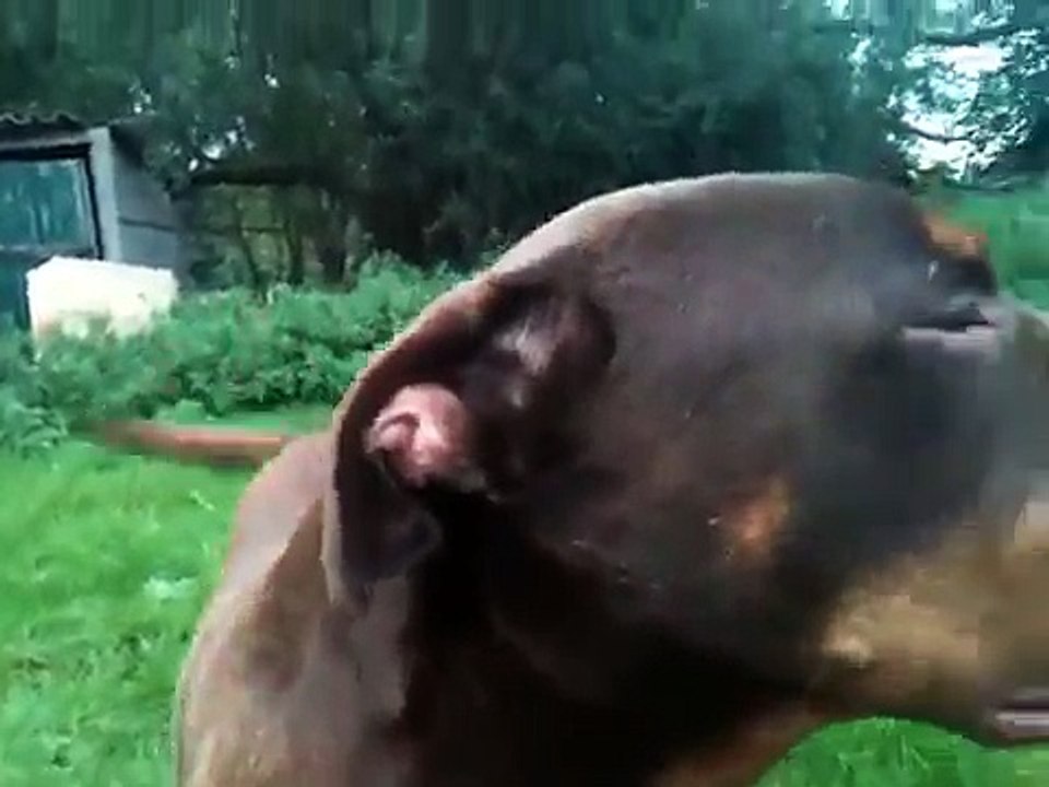Bull terrier vs Rottweiler/Bordeaux dog