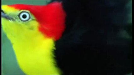 Paradise Birds Love Dance