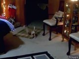Chihuahua Barking at Christmas Song (Singing Dogs barking 
