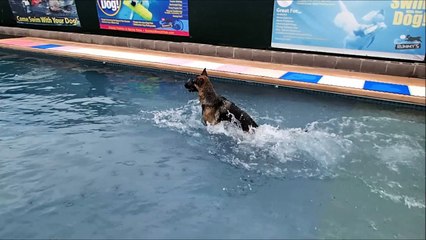 German Shepherd Dog Bryson runs into the swimming pool for his dog toy - slow mo