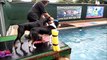 Doberman Ruffi, Border Collie Puppy Roar & Border Collie Feature jump off dock - slow mo