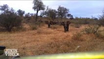 Elefante ataca jipe em Safari