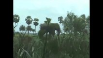 Un elefante salvaje ataca un pueblo y hiere a dos niños