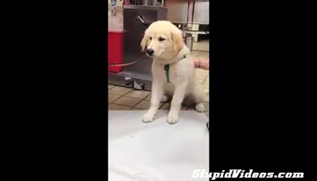 Dog Vomits Up Shark Funny animals, comedy, dogs, cat