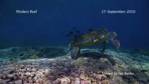 The Turtle Cleaning Station of Flinders Reef, Moreton Bay Marine Park