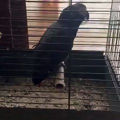 Pappagallo Cenerino balla Ray Charles - parrot dance music