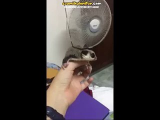 Vantilatör İle Uçuşa Geçmeye Çalışan Planör Hayvanı