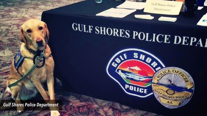 Alabama Police Dog Dies After Being Left In Hot Patrol Car