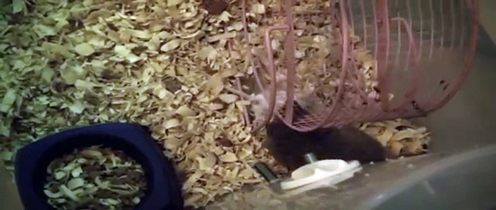 4 month old STO's eating live mice!