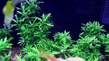 Fish Tank Update | Guppies | Platies | Live Plants