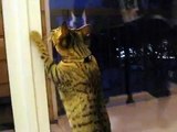 Savannah and bengal cats try to hunt moths
