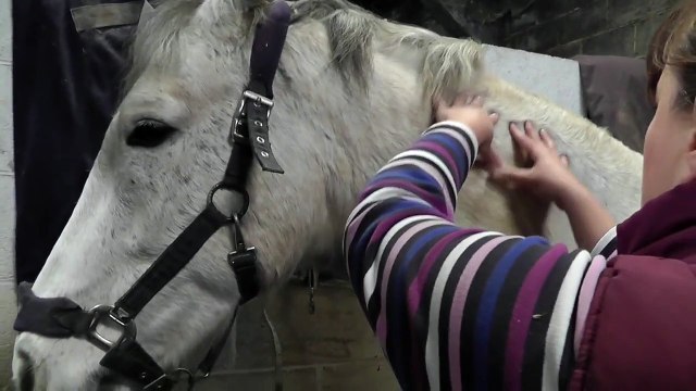 The Equine Touch - Glen, working on his neck tension & some lovely processing!