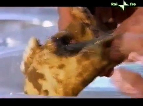 EVOLUZIONE DELL'UOMO A004 Le prime impronte, Lucy, fossili processo e ricerca di