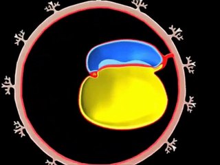 Blood Vessels Development Animation