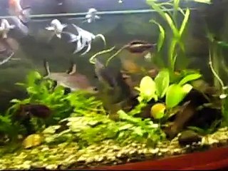 My 300 litre aquarium ( 1st day using co2 setup)