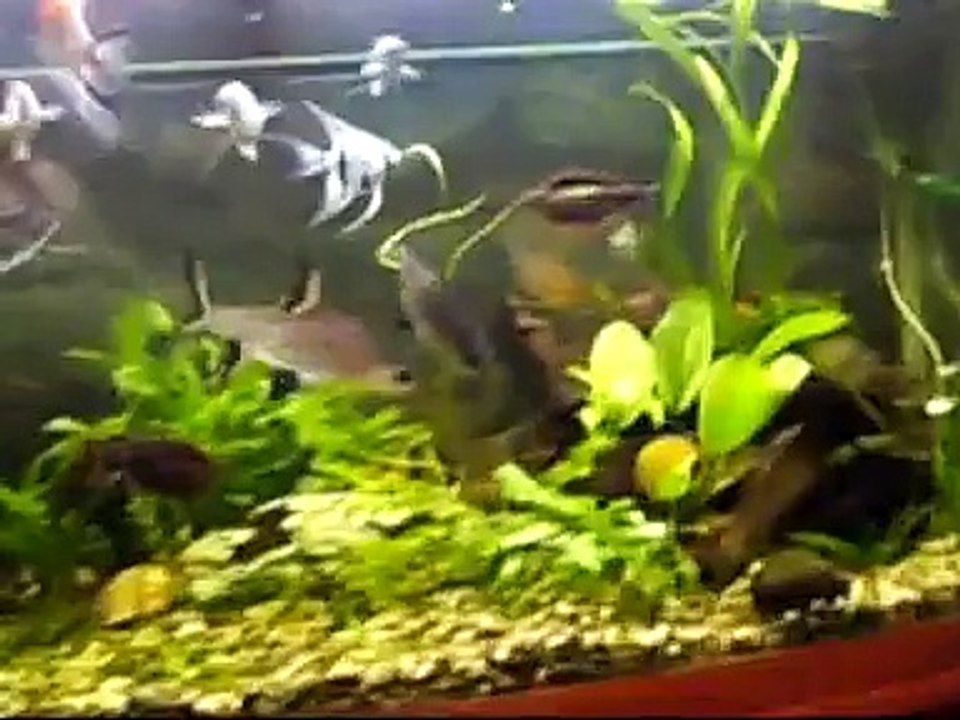 My 300 litre aquarium ( 1st day using co2 setup)