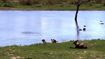 Sabi Sands Amazing Footage!! een nijlpaard,wilde honden en een zwemmende impala