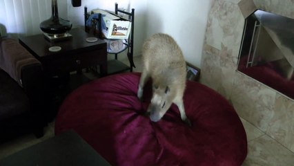 What Capybaras Do When No One Is Looking  カピバラアクション 誰も見ていない