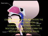 Respiratory System