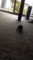 Bella the kitten playing with toy mouse first time
