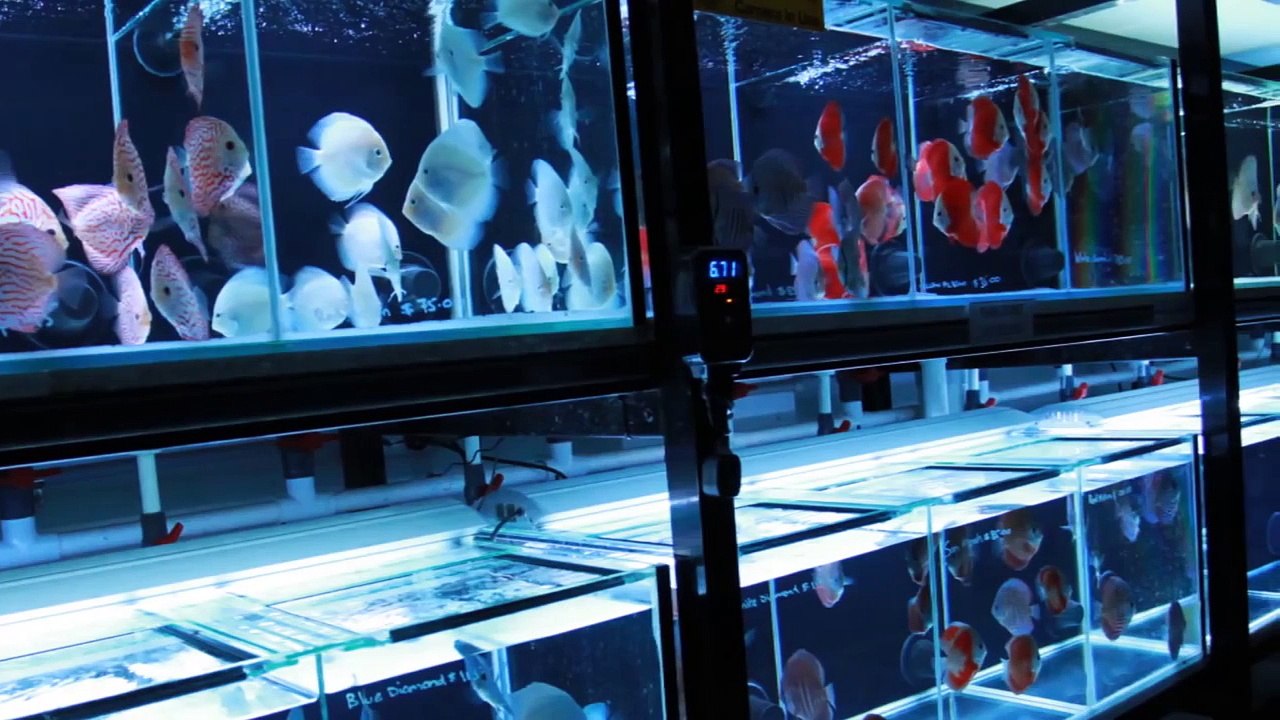 [HD] German Solid Red Discus at Sydney Discus World Aquariums